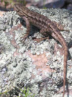 Image of Duges' Spiny Lizard