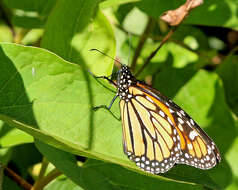 Image of Monarch Butterfly