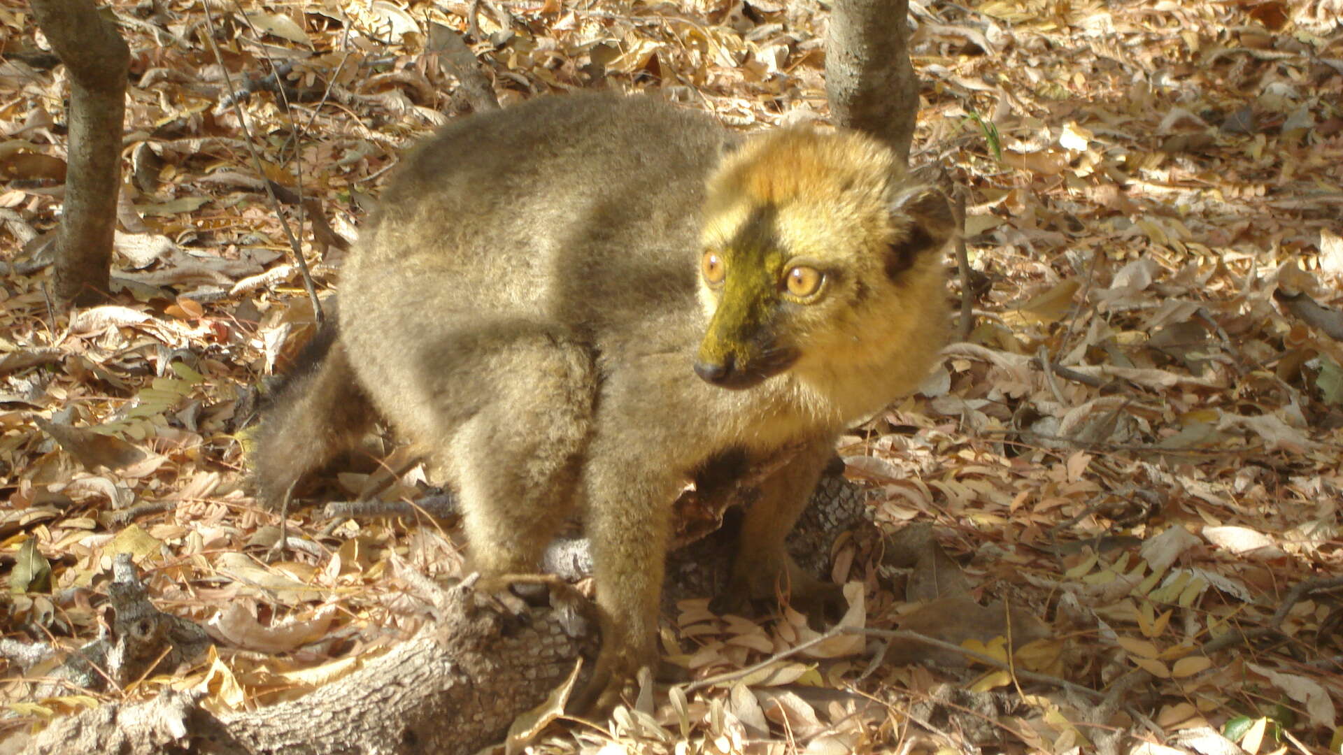 Image of Lemur rufous