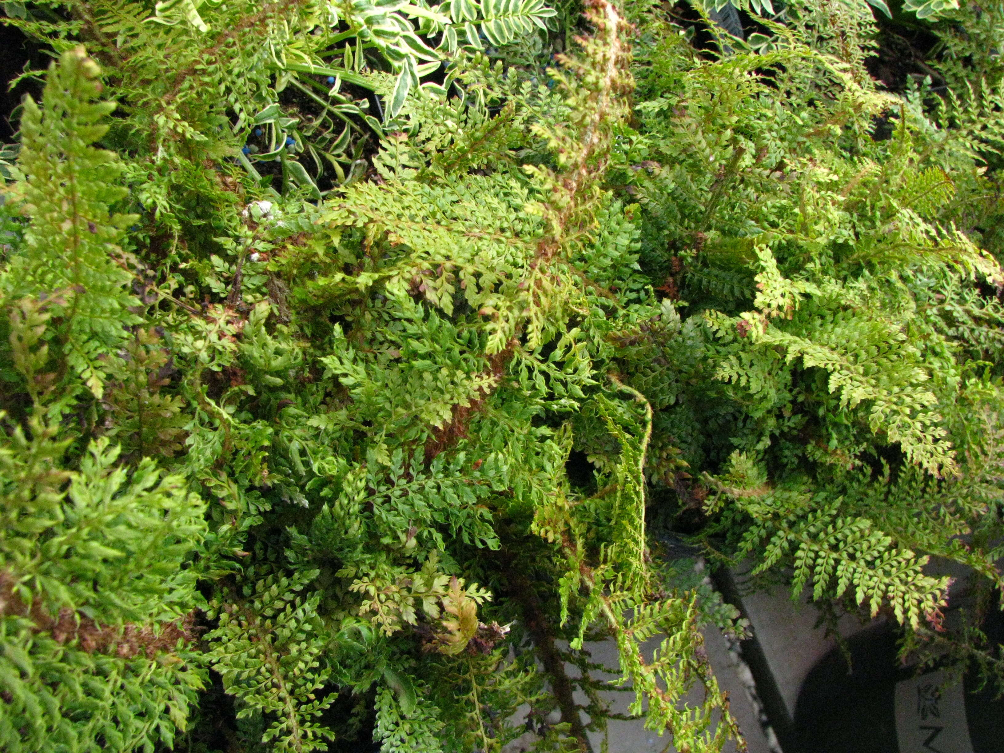 Image of Korean tasselfern