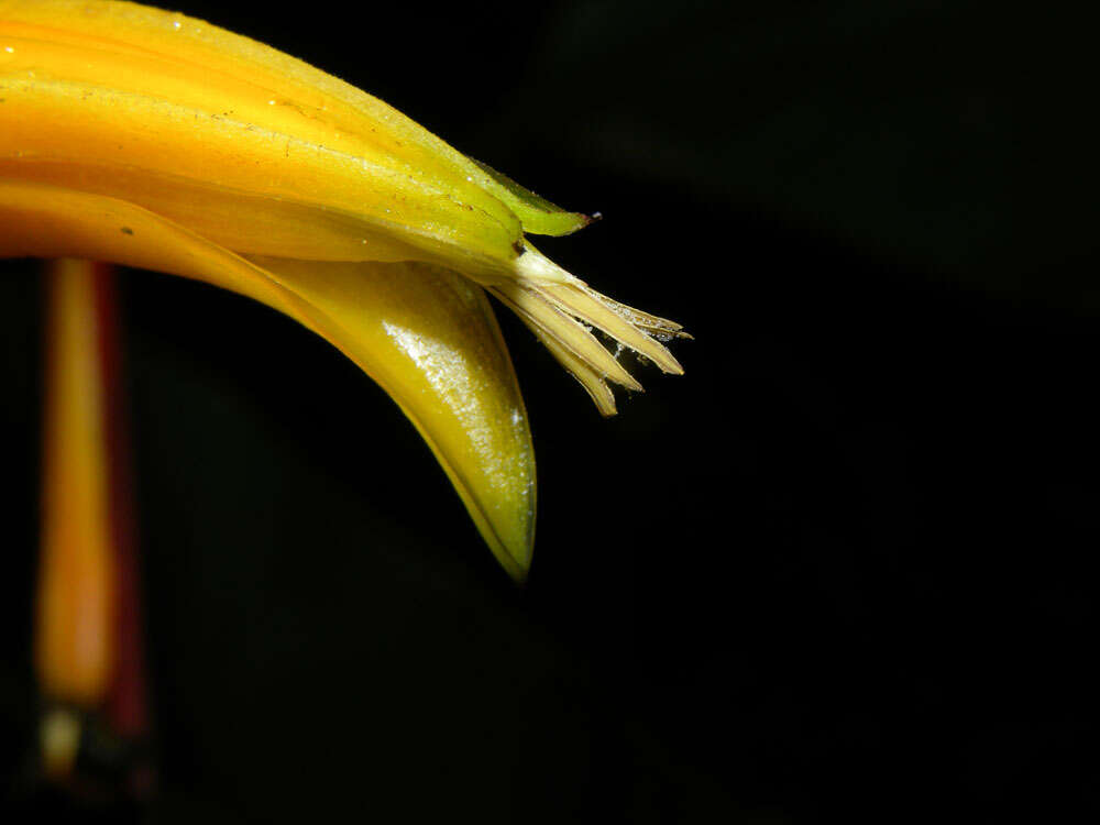 Image of Heliconia osaensis Cufod.