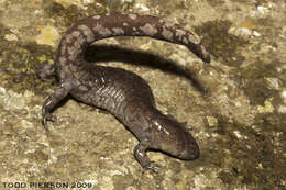 Image of mole salamanders