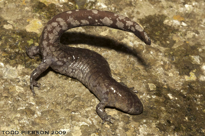 Image of mole salamanders