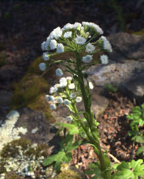 Petasites frigidus var. palmatus (Ait.) Cronq.的圖片