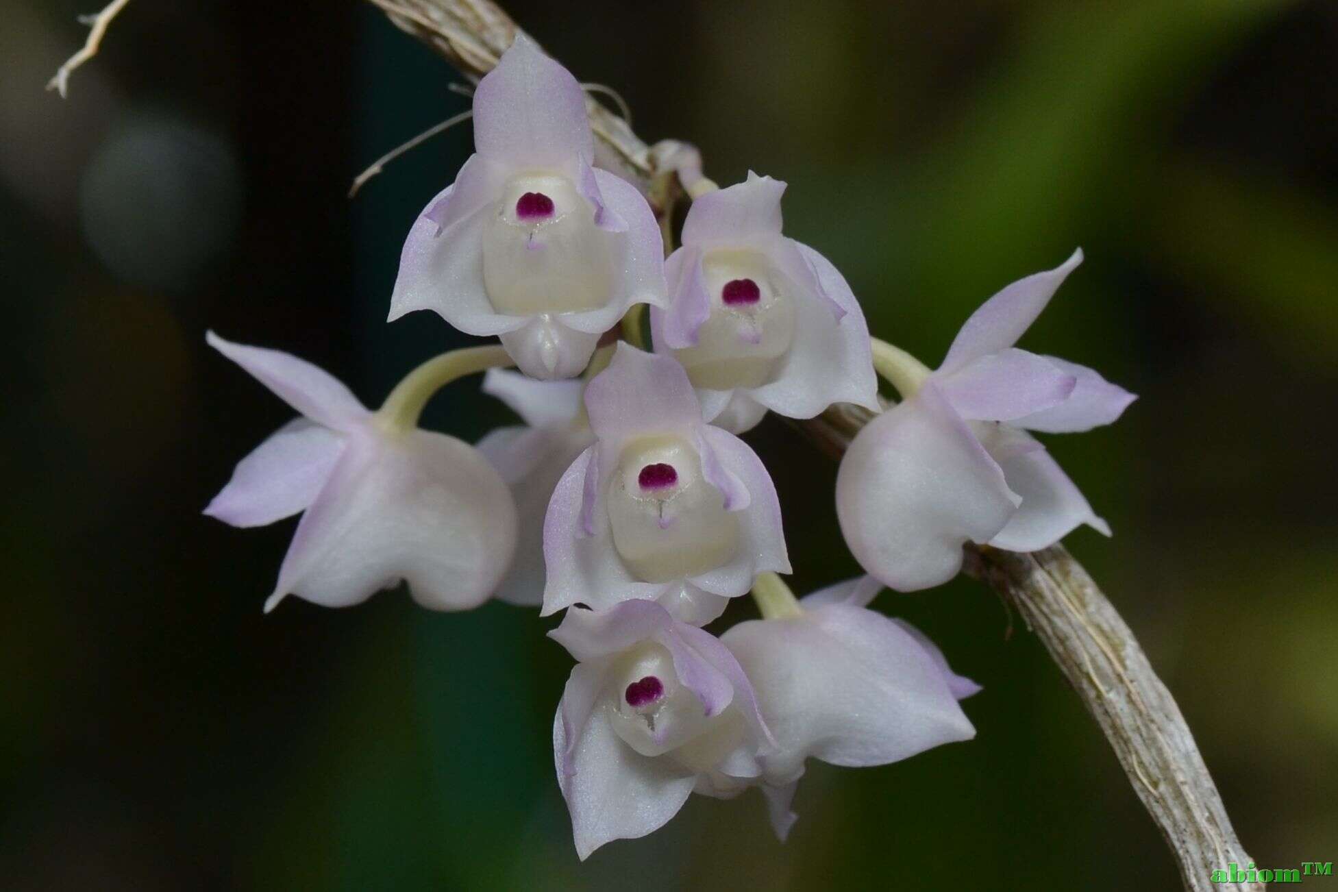 Image of Dendrobium linguella Rchb. fil.