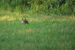 Image of Foxes