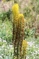 Plancia ëd Eremurus stenophyllus (Boiss. & Buhse) Baker