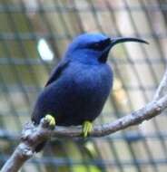 Image of Purple Honeycreeper