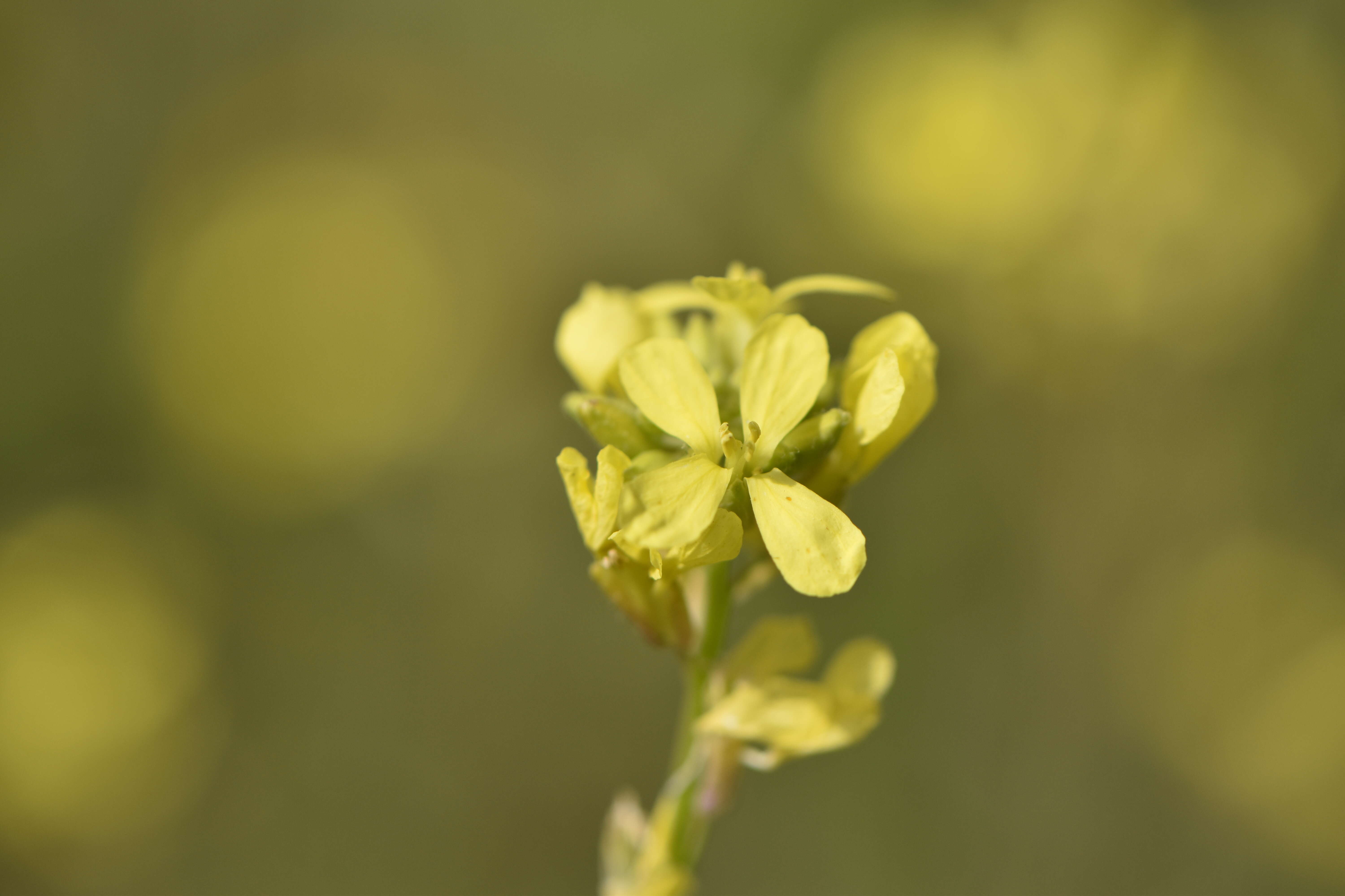 Image of hoary mustard