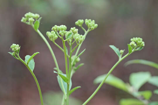 Image of Florida Indian plantain