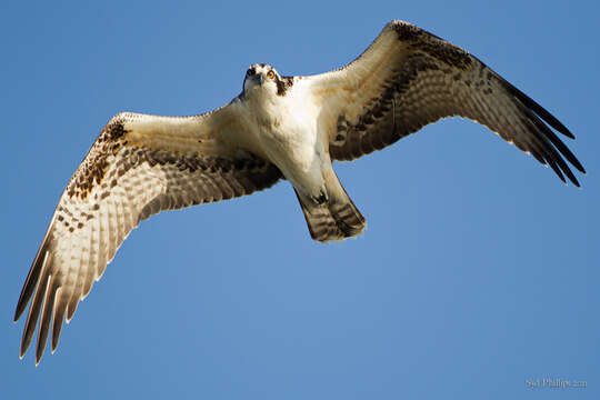 Image of ospreys