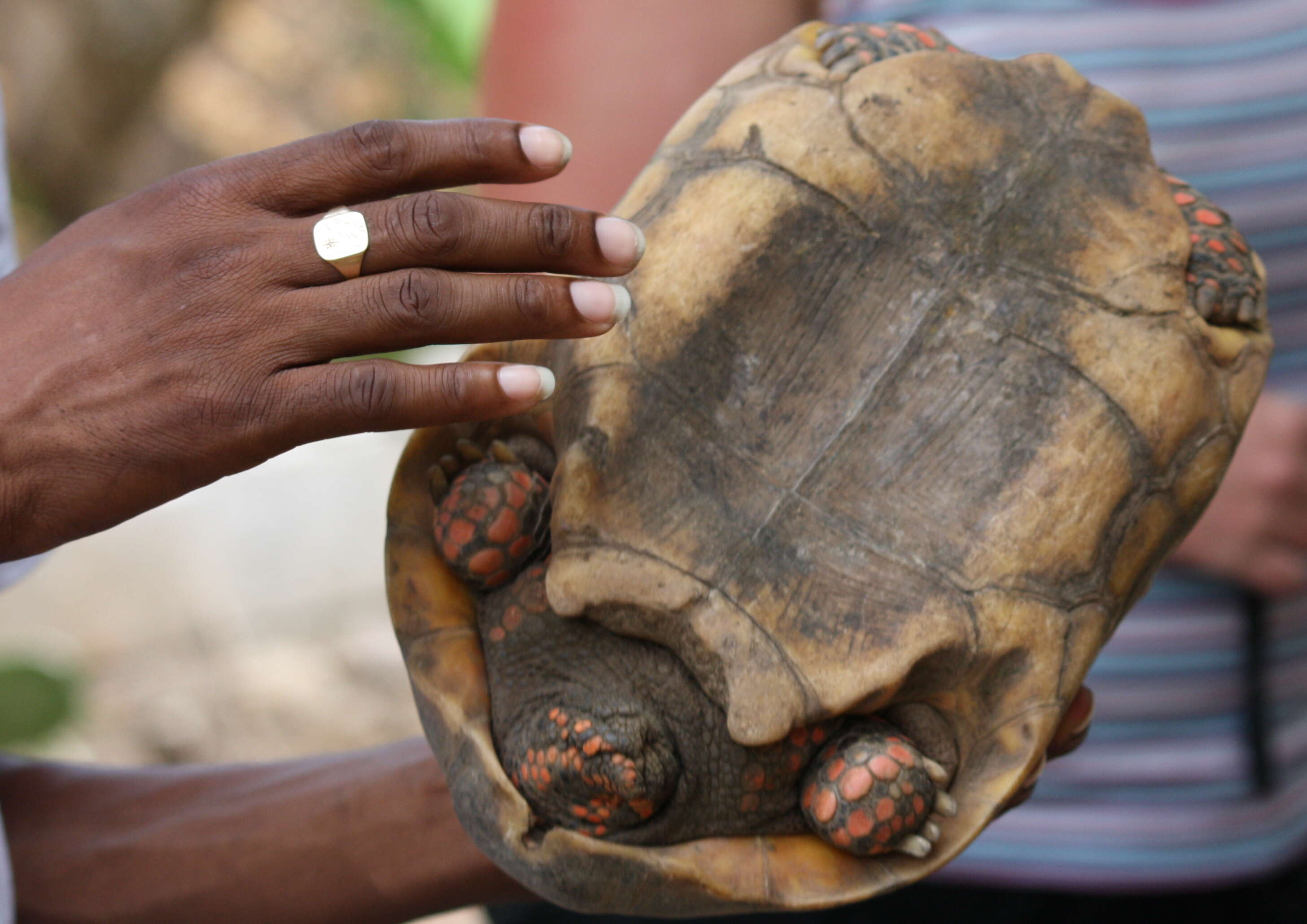 Image of Typical Tortoises