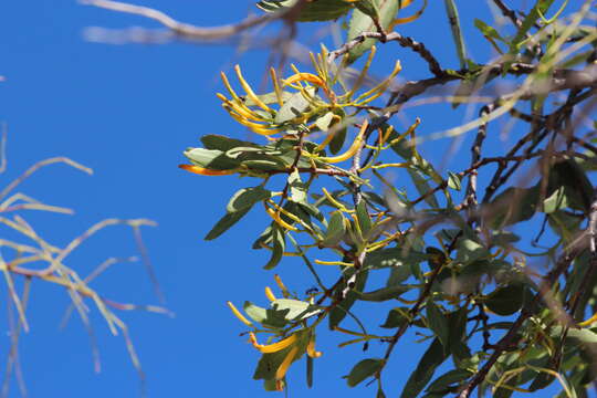 Слика од Dendrophthoe glabrescens (Blakely) Barlow