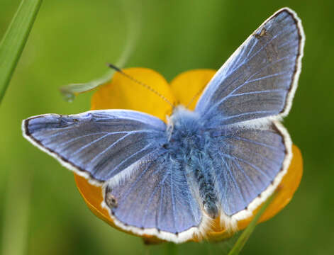 Image of common blue