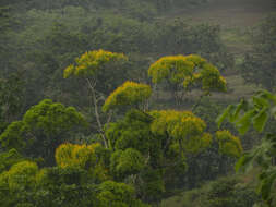 Image of Vochysia guatemalensis J. D. Smith