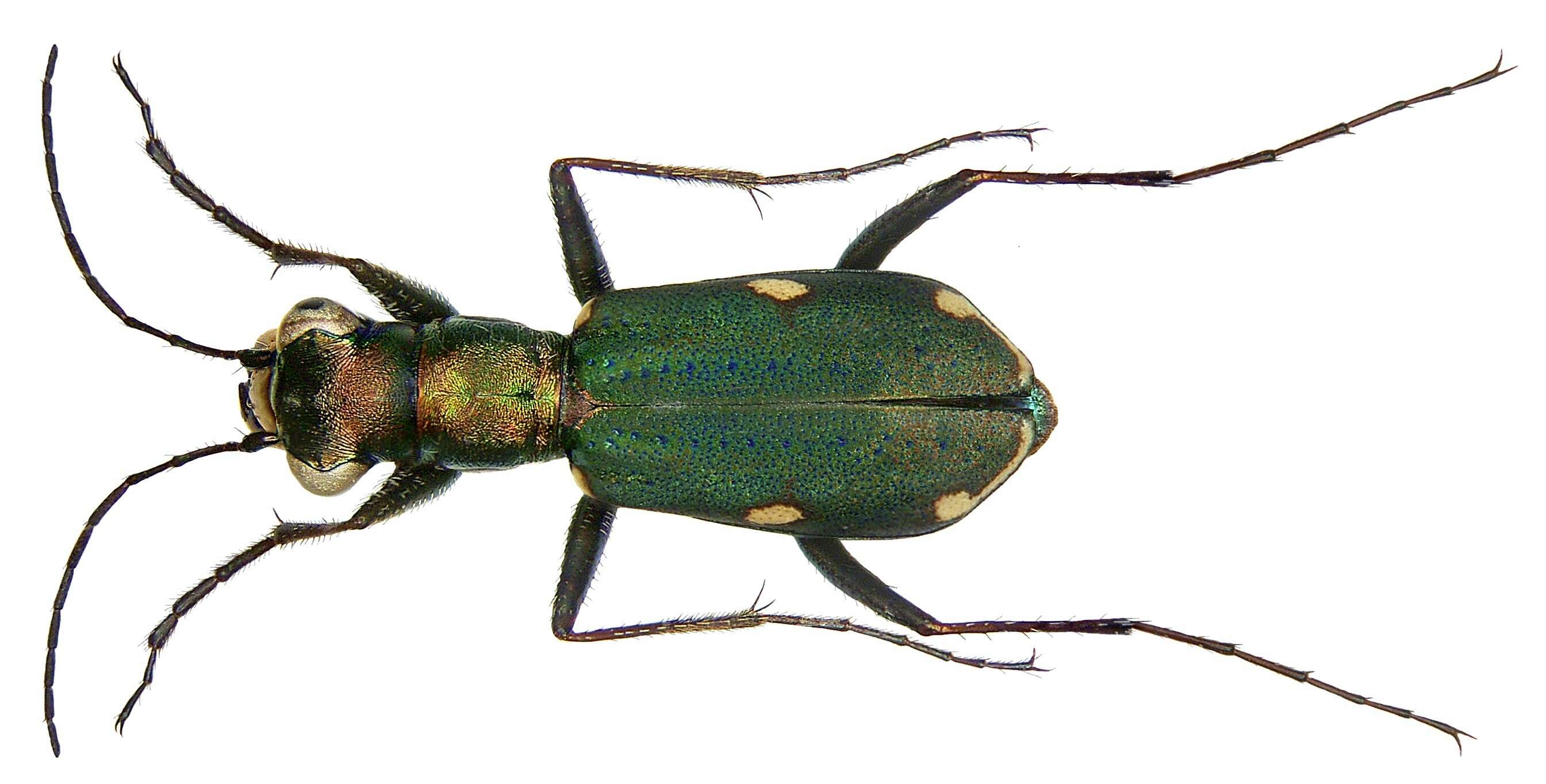 Image of Rounded-thorax Tiger Beetles