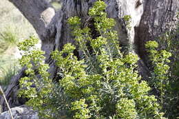 Image of Albanian spurge