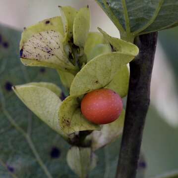 Image of Cissampelos ovalifolia DC.