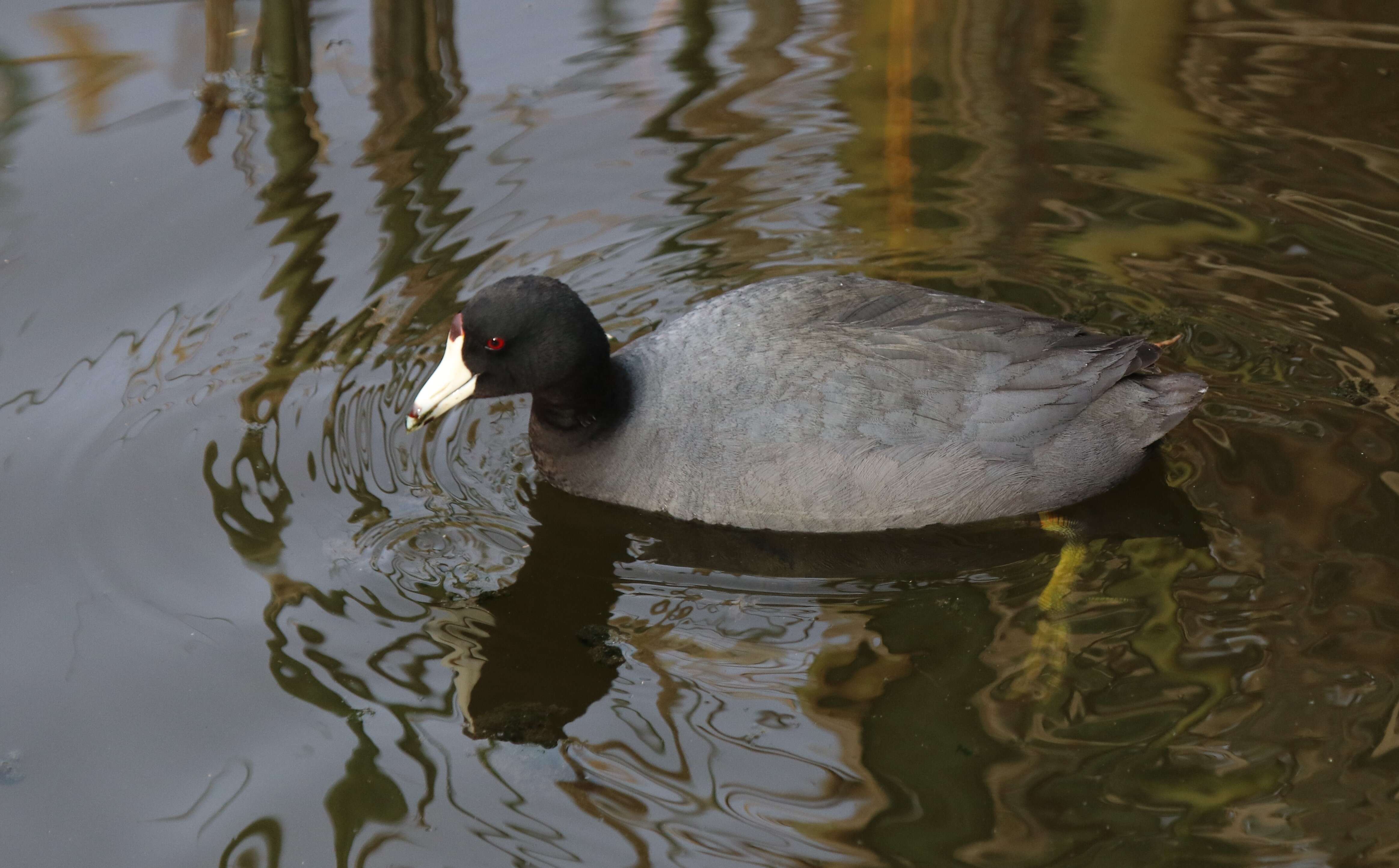 Image of Fulica Linnaeus 1758