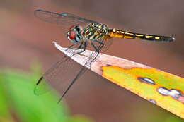 Image of Blue Dasher