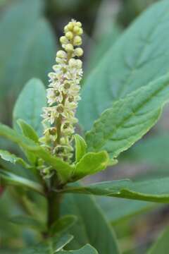 Image of tropical pokeweed