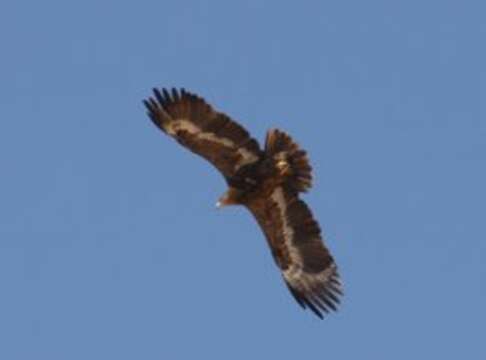 Image of Steppe Eagle