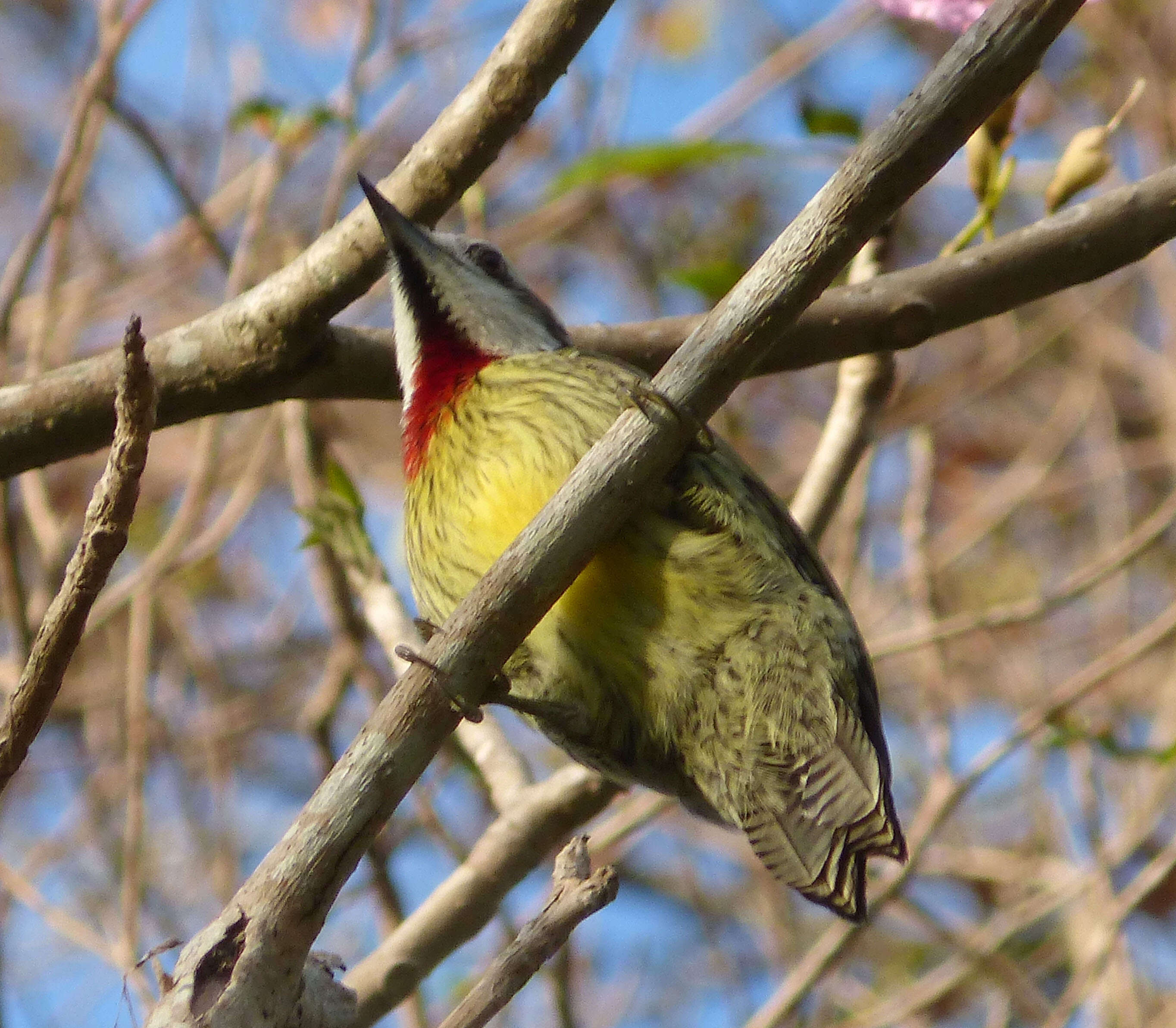 Sivun Xiphidiopicus Bonaparte 1854 kuva