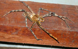 Image of Huntsman Spiders