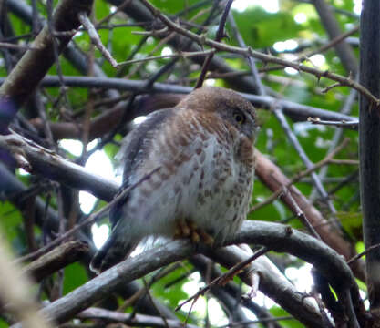 Image of Cuban Pygmy Owl