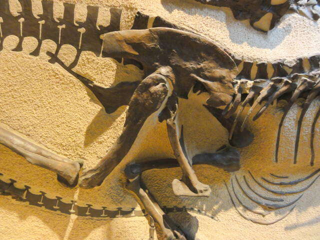 Image of Tyrannosauroidea