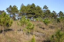 Image of Benguet Pine