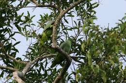 Image of Amazon parrots