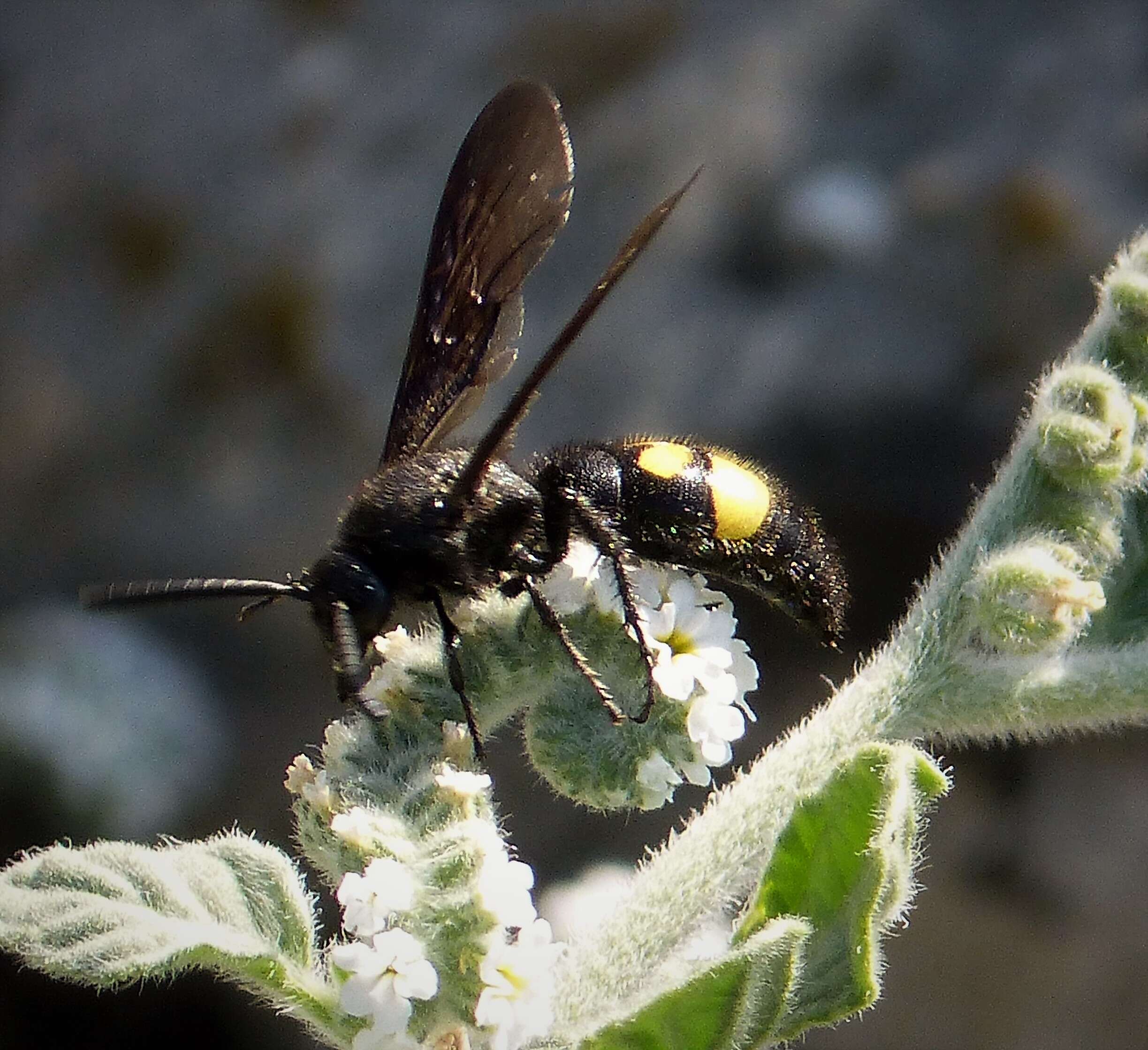 Image of scoliid wasps