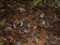 Image of Black-banded Coral Snake