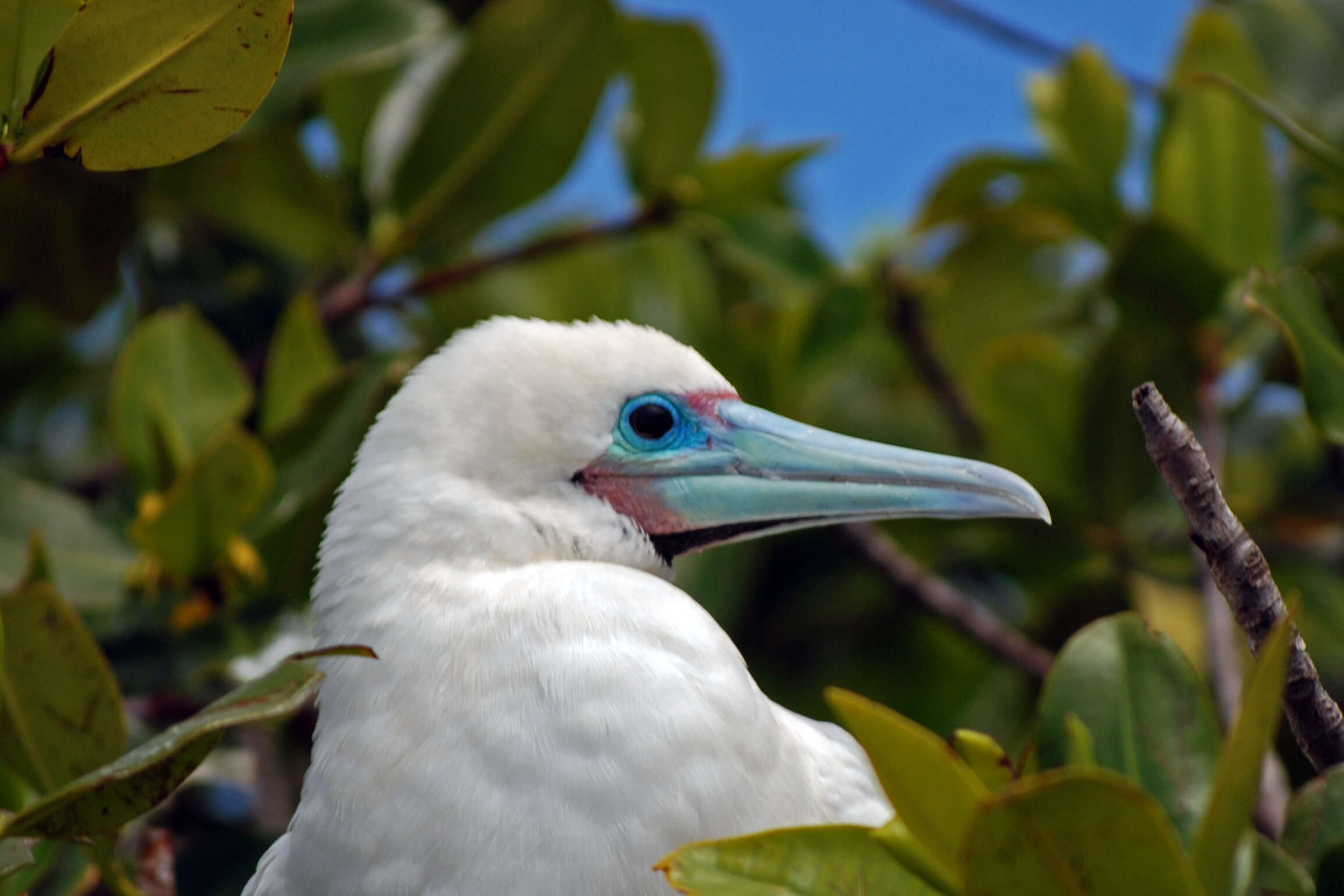 Image of Red-footed Booby