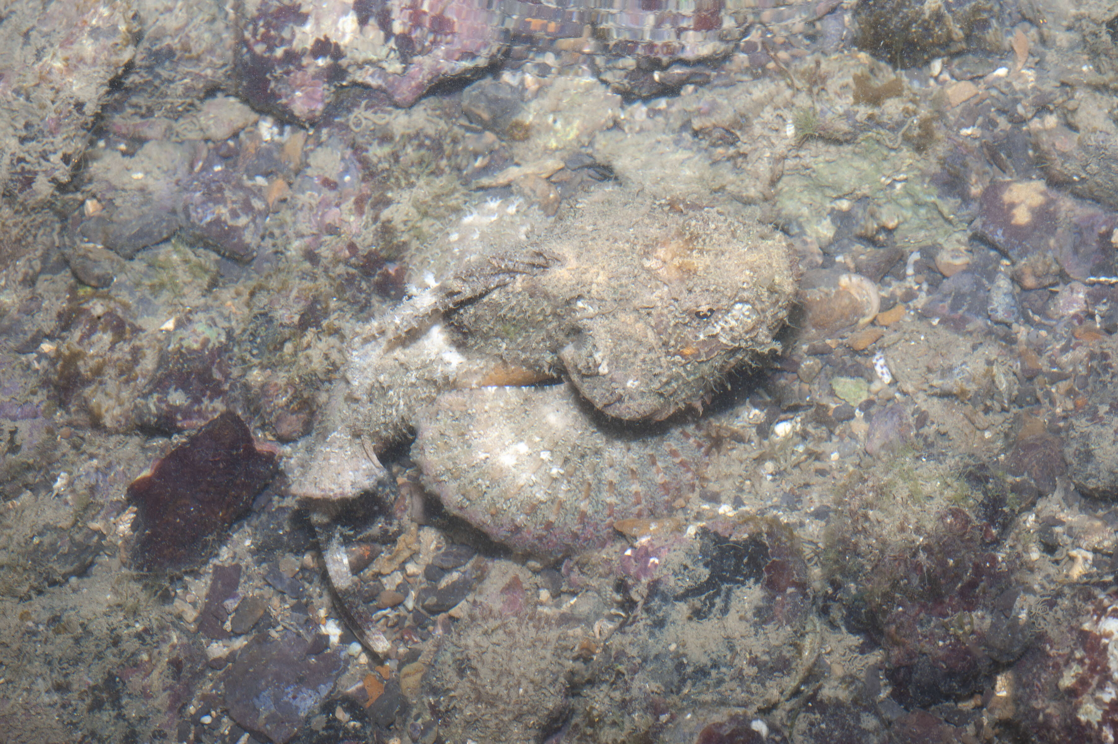 Image of Devil scorpionfish