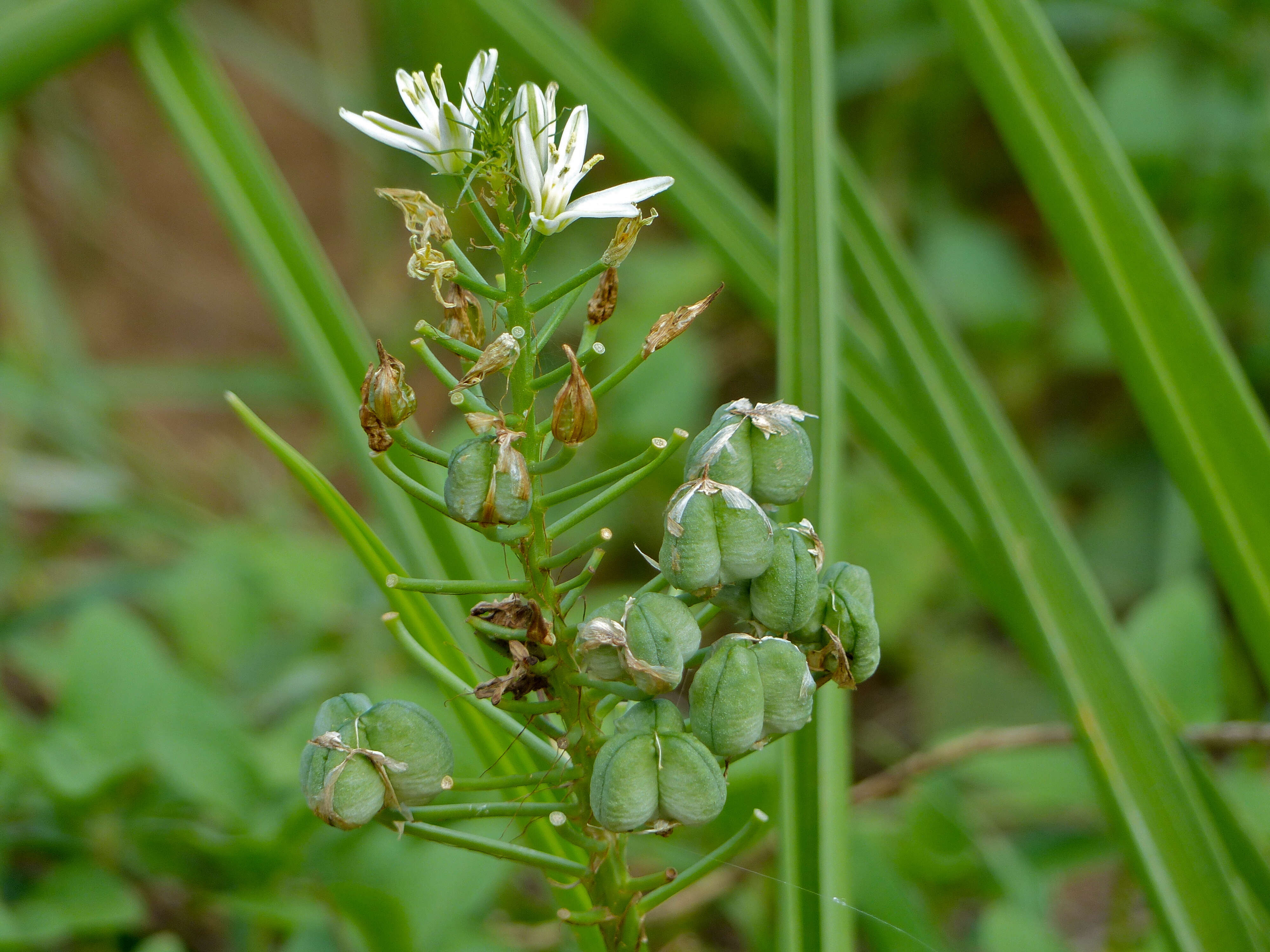 Image of Bushveld chink