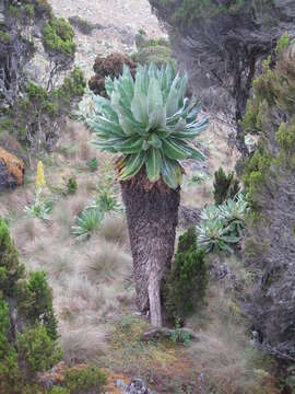 Image of Giant Groundsels