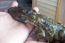 Image of Natterjack toad