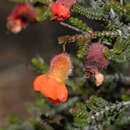 Imagem de Cheyniana microphylla (C. A. Gardner) Rye