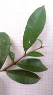 Image of Nyctagynaceae