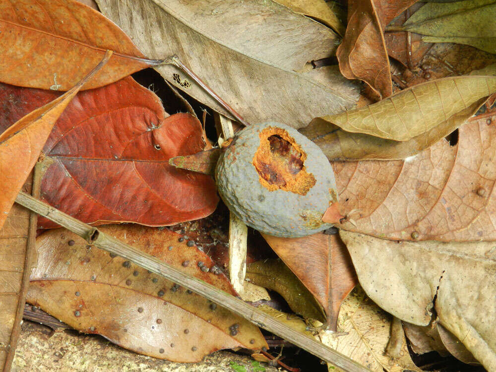 Слика од Symphonia globulifera L. fil.