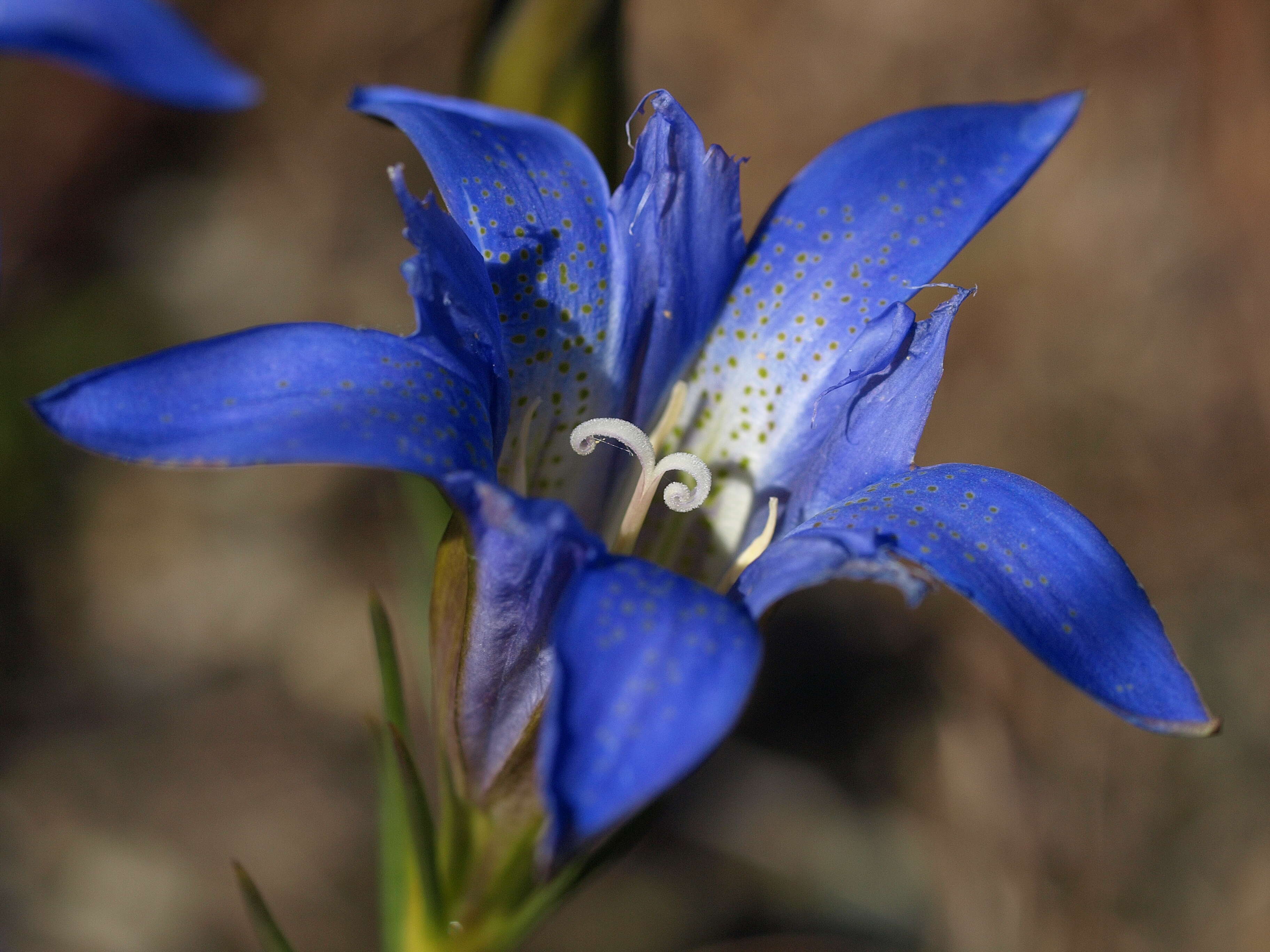 Image of pine barren gentian