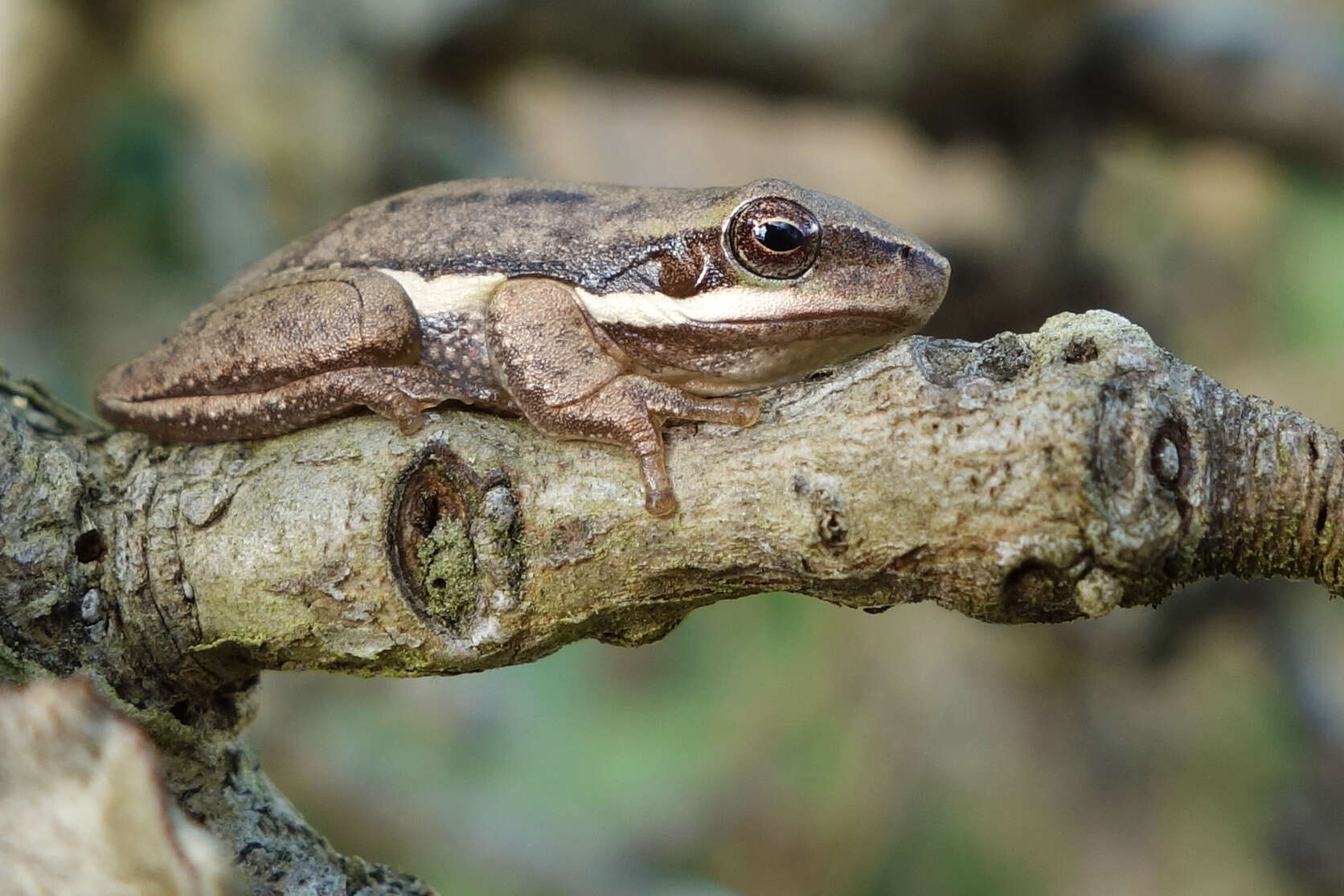 Pelodryadidae Günther 1858的圖片