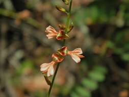 Слика од Indigofera caroliniana Mill.