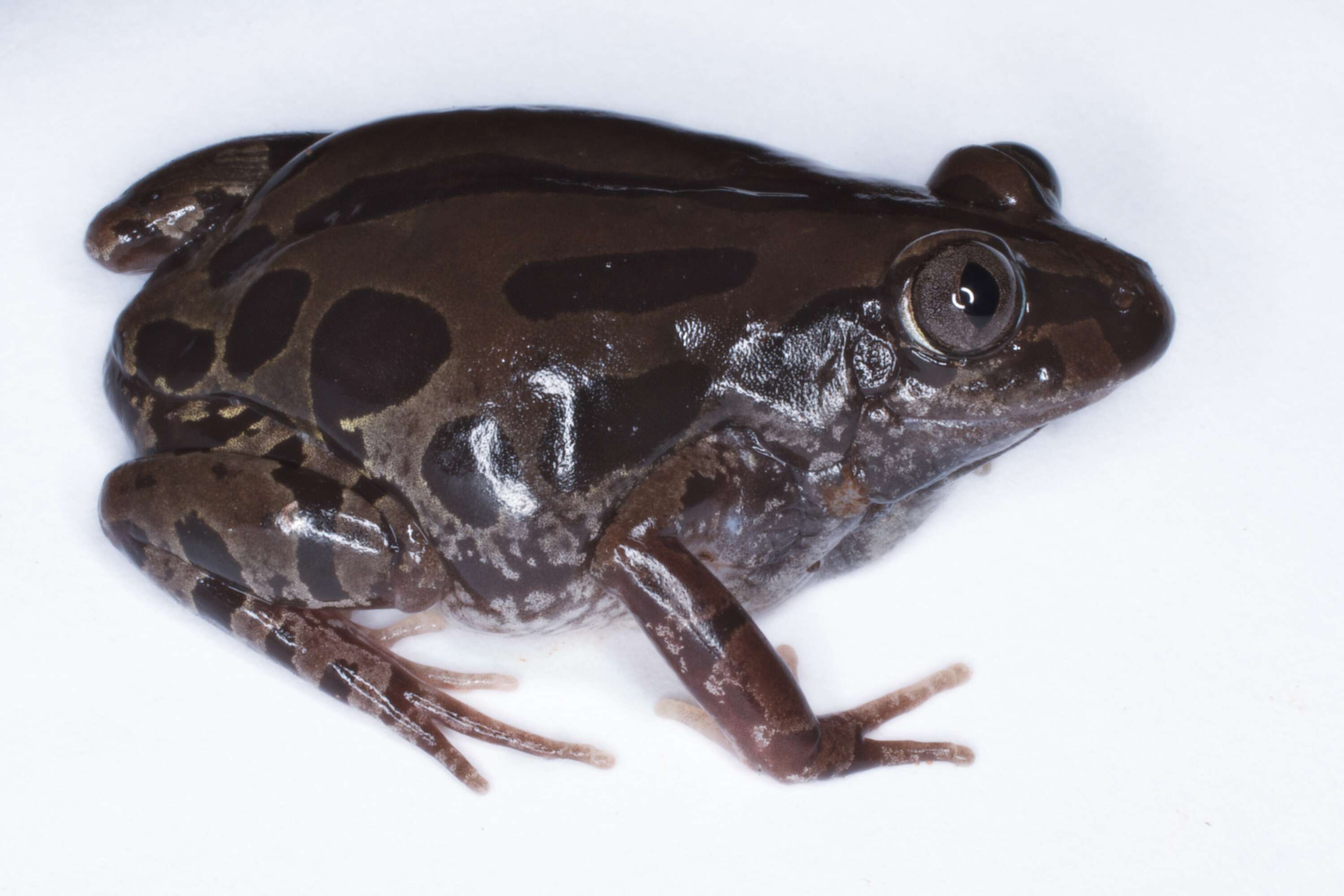 Image of African tree frogs