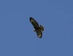 Image of Common Buzzard