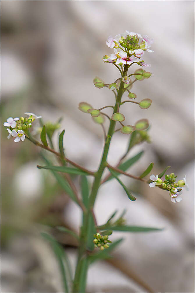 Imagem de Aethionema saxatile subsp. saxatile