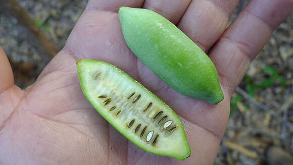 Image of pygmymelon