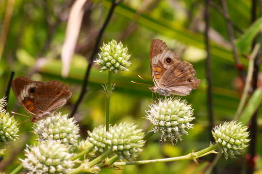 Image of Common buckeye